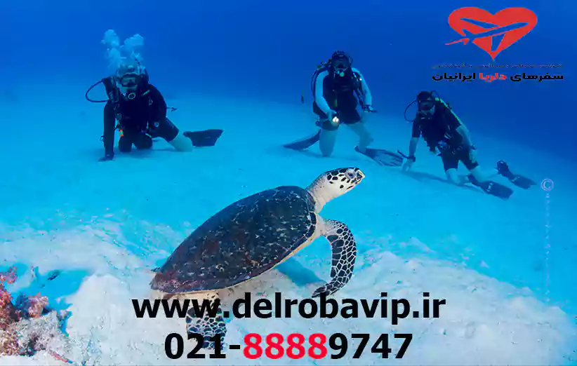 دلایل محبوبیت غواصی در جزیره فی فی
