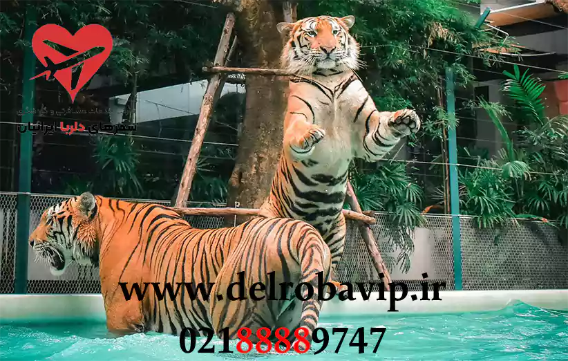 درباره باغ وحش ببرها پاتایا