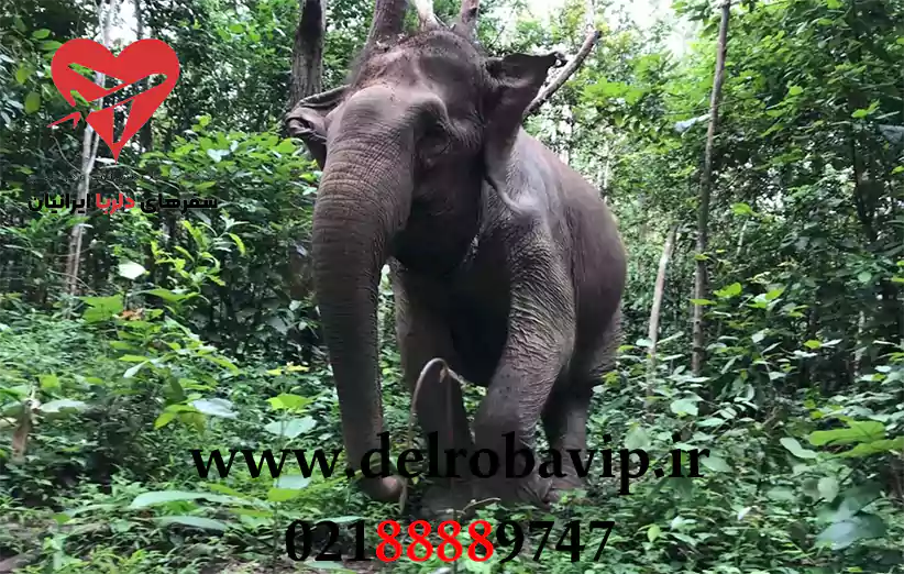 فعالیت ها و تجربه های جنگل فیل های پاتایا