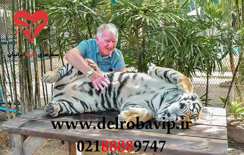 یادگیری درباره ببر های باغ وحش ببرها پاتایا
